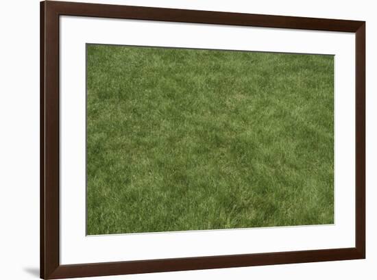 Floor Mat Grass-Color Bakery-Framed Giclee Print