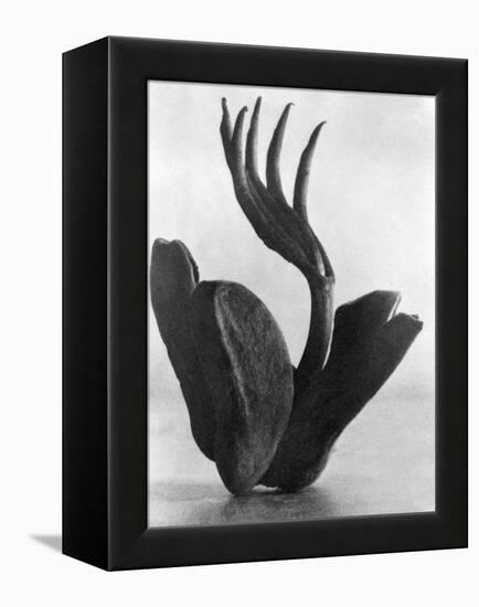 Flor de Manita, Mexico City, 1925-Tina Modotti-Framed Premier Image Canvas