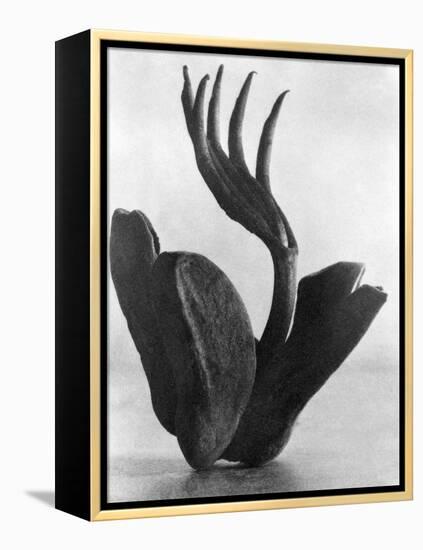 Flor de Manita, Mexico City, 1925-Tina Modotti-Framed Premier Image Canvas