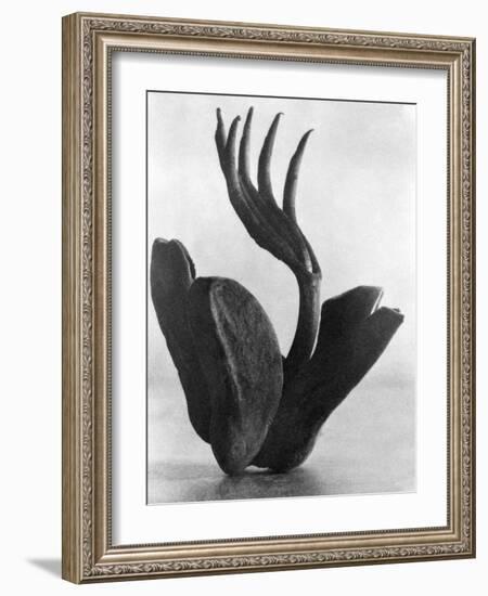 Flor de Manita, Mexico City, 1925-Tina Modotti-Framed Giclee Print