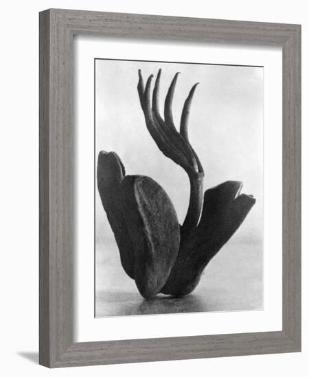 Flor de Manita, Mexico City, 1925-Tina Modotti-Framed Giclee Print