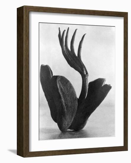 Flor de Manita, Mexico City, 1925-Tina Modotti-Framed Giclee Print