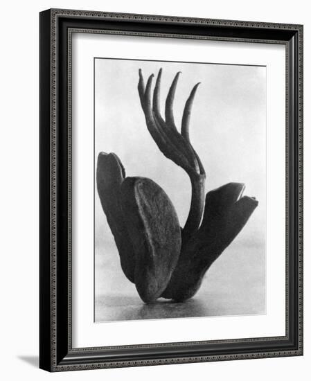 Flor de Manita, Mexico City, 1925-Tina Modotti-Framed Giclee Print