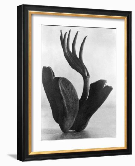 Flor de Manita, Mexico City, 1925-Tina Modotti-Framed Giclee Print