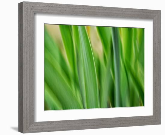 Flora blades-Savanah Plank-Framed Photo