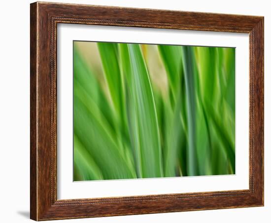 Flora blades-Savanah Plank-Framed Photo