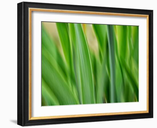 Flora blades-Savanah Plank-Framed Photo