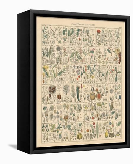 Flora Chart II-Wild Apple Portfolio-Framed Stretched Canvas