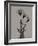 Flora Portrait B-Albert Koetsier-Framed Art Print