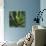 Flora Tropical - Flourish-Tony Koukos-Giclee Print displayed on a wall