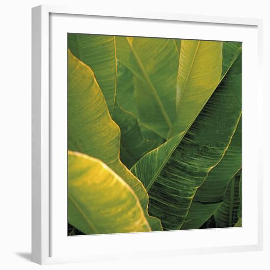 Flora Tropical - Fresh-Tony Koukos-Framed Giclee Print