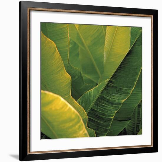 Flora Tropical - Fresh-Tony Koukos-Framed Giclee Print