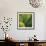 Flora Tropical - Fresh-Tony Koukos-Framed Giclee Print displayed on a wall