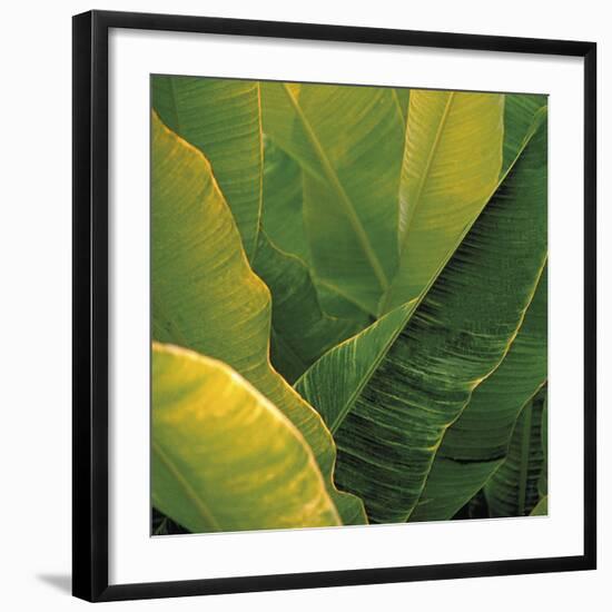 Flora Tropical - Fresh-Tony Koukos-Framed Giclee Print