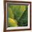 Flora Tropical - Fresh-Tony Koukos-Framed Giclee Print