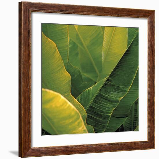 Flora Tropical - Fresh-Tony Koukos-Framed Giclee Print