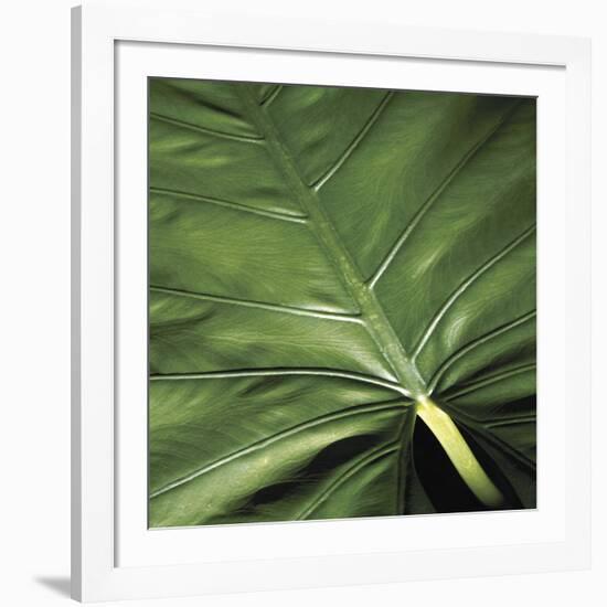 Flora Tropical - Leaf-Tony Koukos-Framed Giclee Print