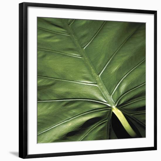 Flora Tropical - Leaf-Tony Koukos-Framed Giclee Print