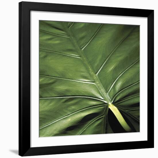 Flora Tropical - Leaf-Tony Koukos-Framed Giclee Print