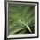 Flora Tropical - Leaf-Tony Koukos-Framed Giclee Print