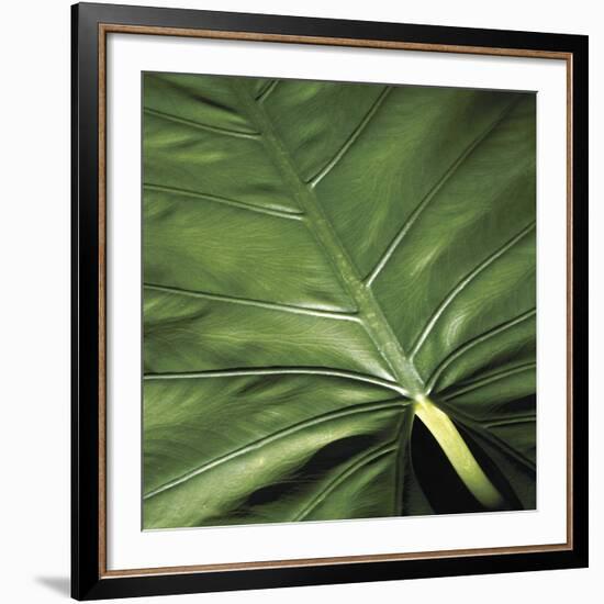 Flora Tropical - Leaf-Tony Koukos-Framed Giclee Print