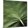 Flora Tropical - Leaf-Tony Koukos-Mounted Giclee Print