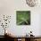 Flora Tropical - Leaf-Tony Koukos-Mounted Giclee Print displayed on a wall