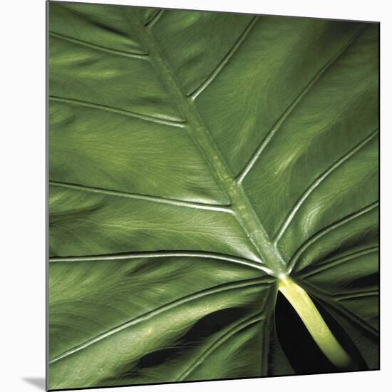 Flora Tropical - Leaf-Tony Koukos-Mounted Giclee Print