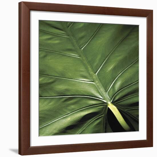 Flora Tropical - Leaf-Tony Koukos-Framed Giclee Print