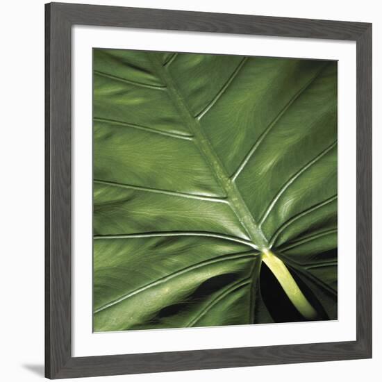 Flora Tropical - Leaf-Tony Koukos-Framed Giclee Print