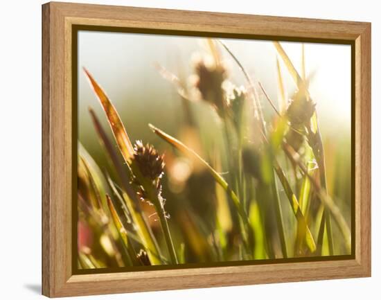 Flora, Tuolumne Meadows, Yosemite National Park, California, Usa-Paul Colangelo-Framed Premier Image Canvas