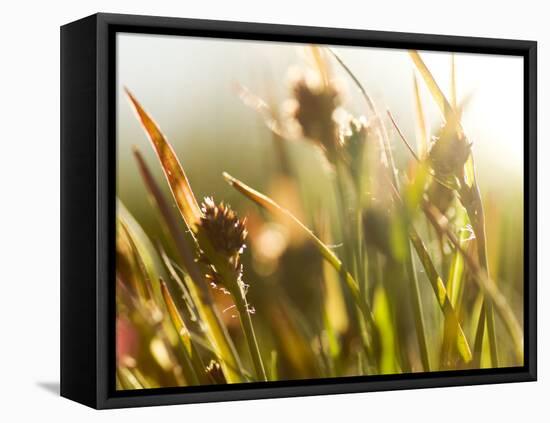 Flora, Tuolumne Meadows, Yosemite National Park, California, Usa-Paul Colangelo-Framed Premier Image Canvas