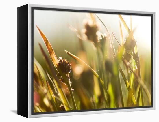 Flora, Tuolumne Meadows, Yosemite National Park, California, Usa-Paul Colangelo-Framed Premier Image Canvas