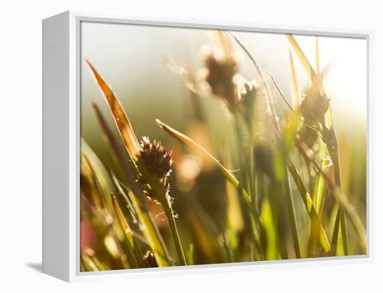 Flora, Tuolumne Meadows, Yosemite National Park, California, Usa-Paul Colangelo-Framed Premier Image Canvas