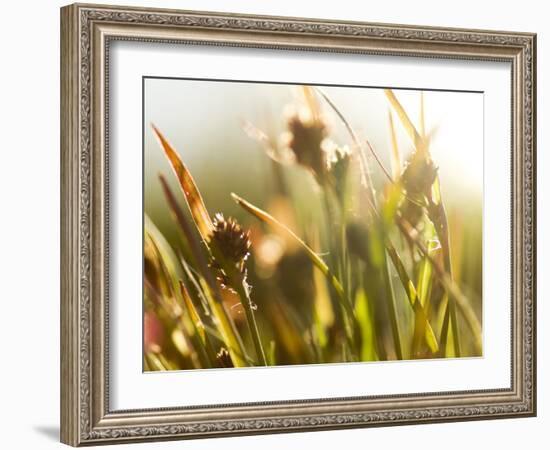 Flora, Tuolumne Meadows, Yosemite National Park, California, Usa-Paul Colangelo-Framed Photographic Print