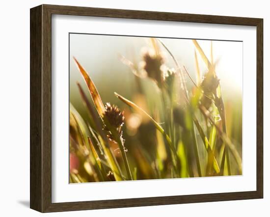 Flora, Tuolumne Meadows, Yosemite National Park, California, Usa-Paul Colangelo-Framed Photographic Print