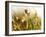 Flora, Tuolumne Meadows, Yosemite National Park, California, Usa-Paul Colangelo-Framed Photographic Print