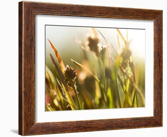 Flora, Tuolumne Meadows, Yosemite National Park, California, Usa-Paul Colangelo-Framed Photographic Print