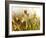 Flora, Tuolumne Meadows, Yosemite National Park, California, Usa-Paul Colangelo-Framed Photographic Print