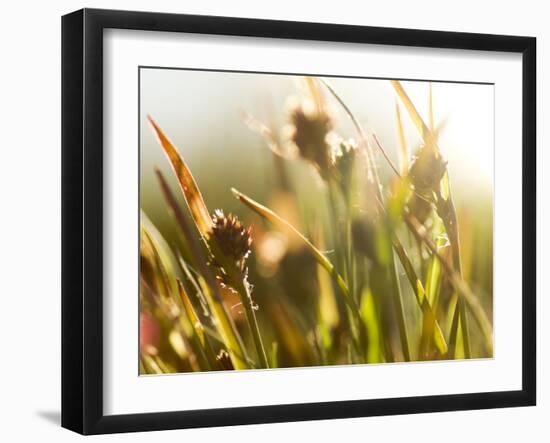 Flora, Tuolumne Meadows, Yosemite National Park, California, Usa-Paul Colangelo-Framed Photographic Print