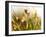 Flora, Tuolumne Meadows, Yosemite National Park, California, Usa-Paul Colangelo-Framed Photographic Print