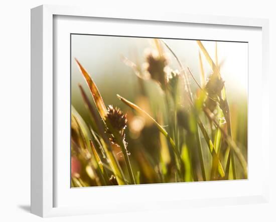 Flora, Tuolumne Meadows, Yosemite National Park, California, Usa-Paul Colangelo-Framed Photographic Print