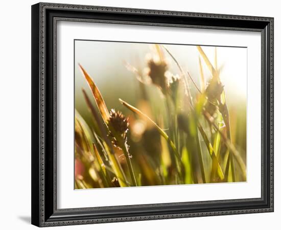 Flora, Tuolumne Meadows, Yosemite National Park, California, Usa-Paul Colangelo-Framed Photographic Print