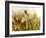 Flora, Tuolumne Meadows, Yosemite National Park, California, Usa-Paul Colangelo-Framed Photographic Print