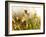 Flora, Tuolumne Meadows, Yosemite National Park, California, Usa-Paul Colangelo-Framed Photographic Print