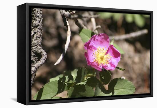 Floral 1292-Jeff Rasche-Framed Premier Image Canvas