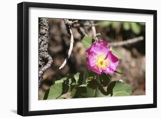 Floral 1292-Jeff Rasche-Framed Photographic Print