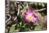 Floral 1292-Jeff Rasche-Mounted Photographic Print