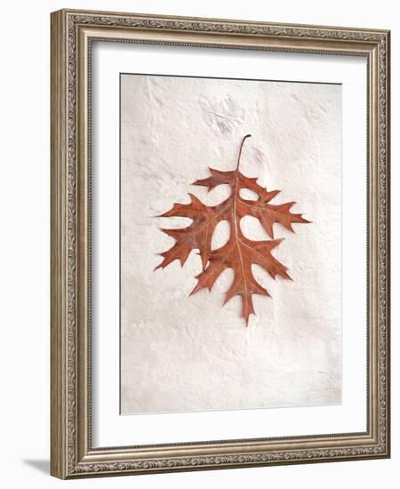 Floral #27-Alan Blaustein-Framed Photographic Print