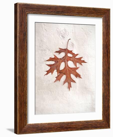 Floral #27-Alan Blaustein-Framed Photographic Print